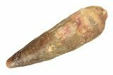 Fossil Spinosaurus Tooth - Real Dinosaur Tooth #268306-1